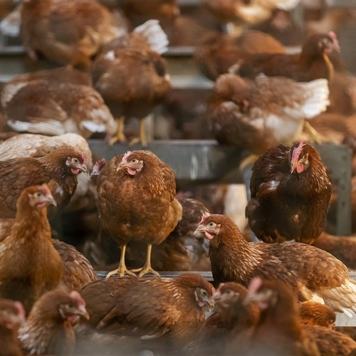 Ophokplicht voor pluimvee vanwege vogelgriep