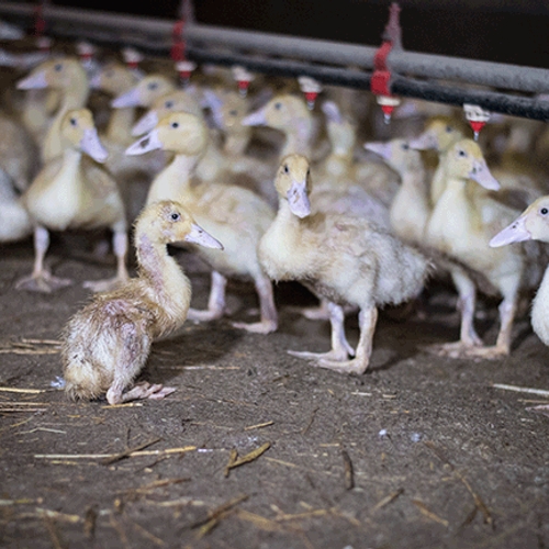 Animal Rights eist strafrechtelijke vervolging van eendenslachterij