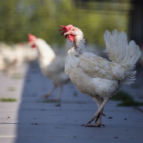 Pluimveeorganisaties willen ophokplicht vanwege vogelgriep uit Oost-Europa