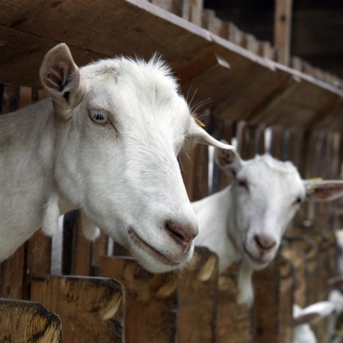 Afbeelding van Ook in Gelderland, Overijssel en Utrecht relatie tussen geiten en longontsteking