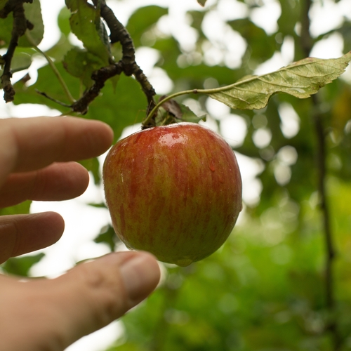 Flinke toename van schadelijke pesticiden op Europees fruit