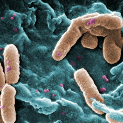 Strijd tegen superbacterie vlot niet: 'Serieuze bedreiging volksgezondheid'