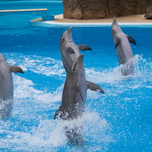 Afbeelding van Verhuizing van acht dolfijnen van Harderwijk naar China onzeker
