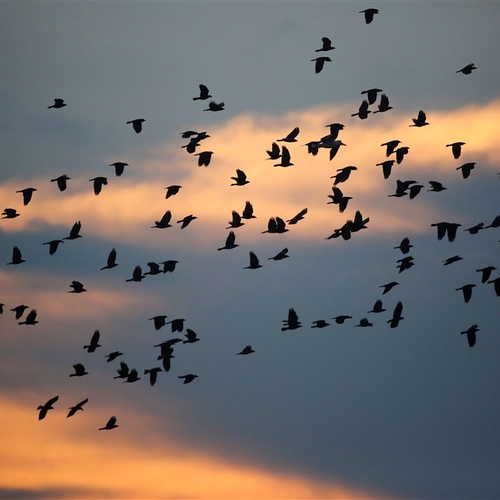 'Klimaatverandering dramatisch voor vogels'