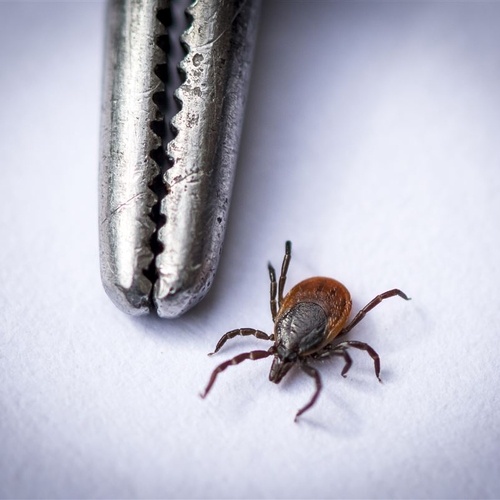 Deskundigen waarschuwen Nederlanders voor Duitse Lyme-klinieken