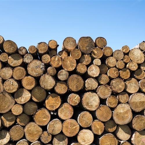 Afbeelding van Hoe het draagvlak voor houtige biomassa grotendeels is verdwenen