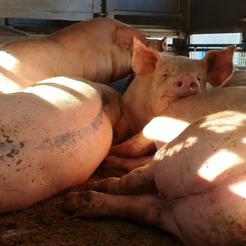 Opnieuw beelden van varkens met hittestress bij slachterij Vion