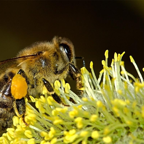Afbeelding van Studie wijst uit: bijensterfte leidt tot beperkte groei gewassen