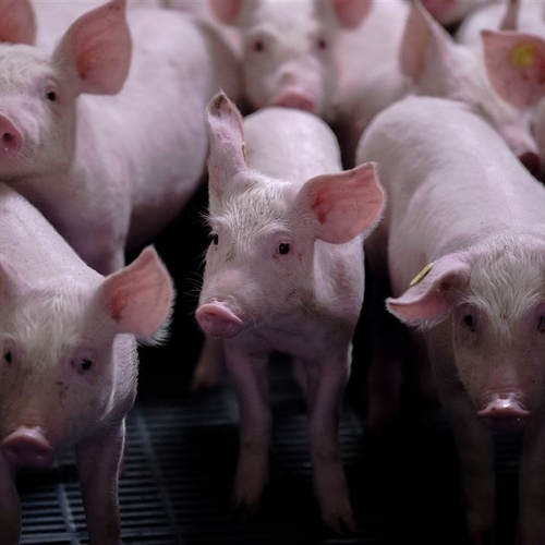 Brabantse varkensboeren slepen provincie voor de rechter om nieuwe regels stallen
