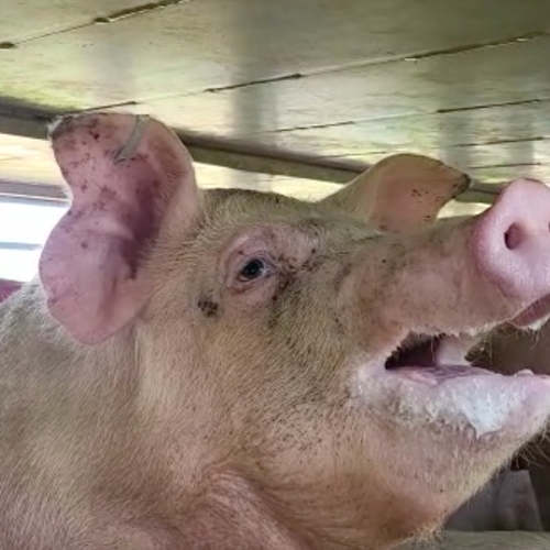 Beelden van oververhitte varkens in vrachtwagens