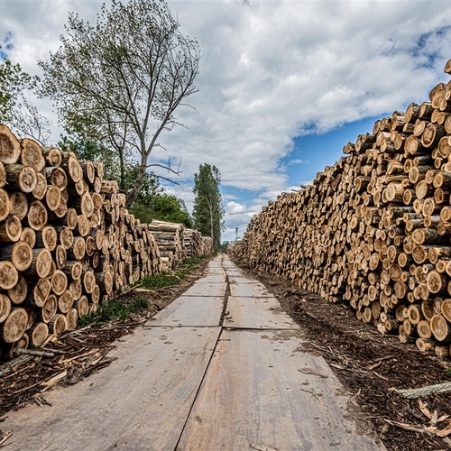 Wildgroei aan kleine biomassacentrales door subsidie en minder strenge emissie-eisen