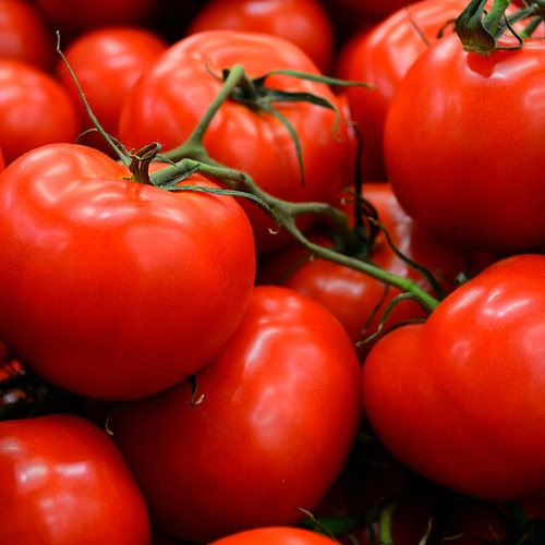 Onderzoek legt misstanden in tomatenteelt bloot