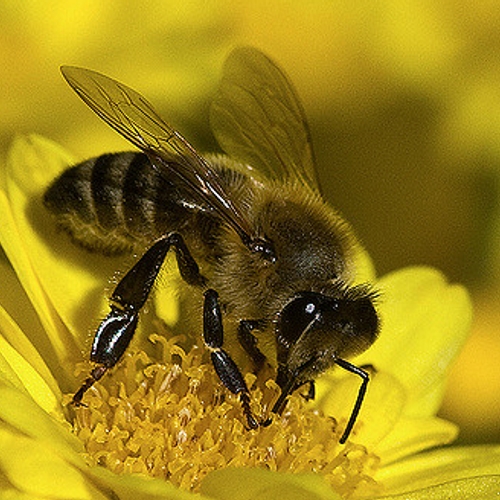 Landbouwgif veroorzaakt massale bijensterfte