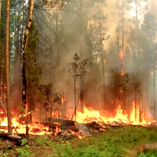 Bosbranden en een hittegolf in Siberië: wat is er aan de hand?