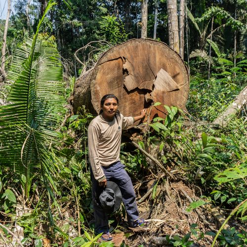 Afbeelding van Greenpeace: Nederland veroorzaakt nieuwe golf van ontbossing in Amazone