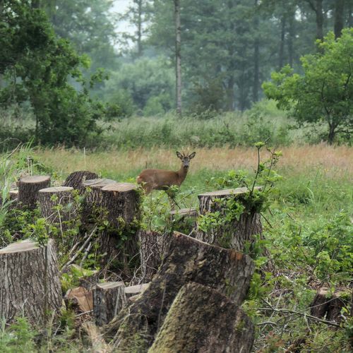 Afbeelding van Weer minder bos in Nederland, aanplant van nieuw bos blijft achter