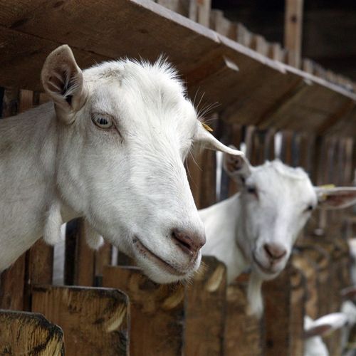 Afbeelding van Aantal geiten in Nederland gestegen ondanks ‘geitenstop’