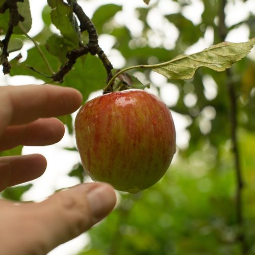 Afbeelding van Flinke toename van schadelijke pesticiden op Europees fruit