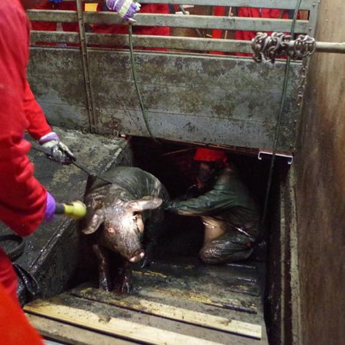 Afbeelding van 'Honderden ongelukken met runderen en varkens die in mestput vallen'
