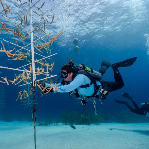 Afbeelding van Kweken van koraal redding van het rif op Bonaire?