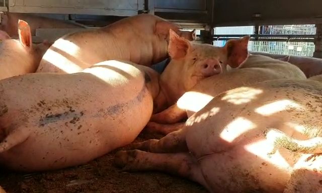 Afbeelding van Opnieuw beelden van varkens met hittestress bij slachterij Vion