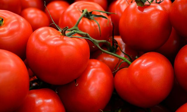 Afbeelding van Onderzoek legt misstanden in tomatenteelt bloot